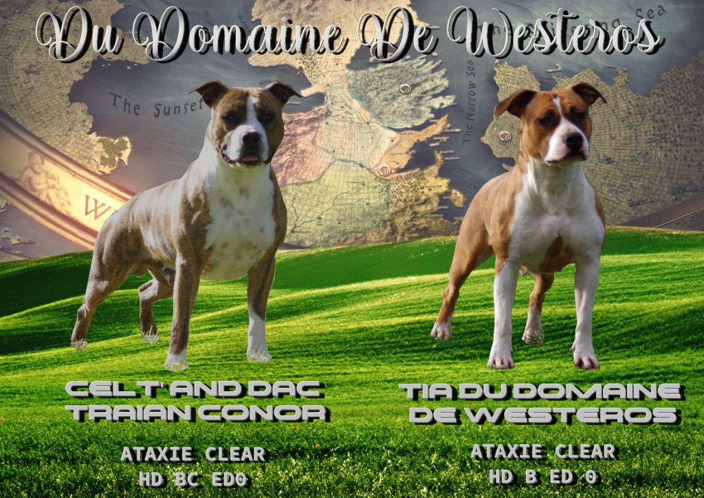 chiot American Staffordshire Terrier Du Domaine De Westeros