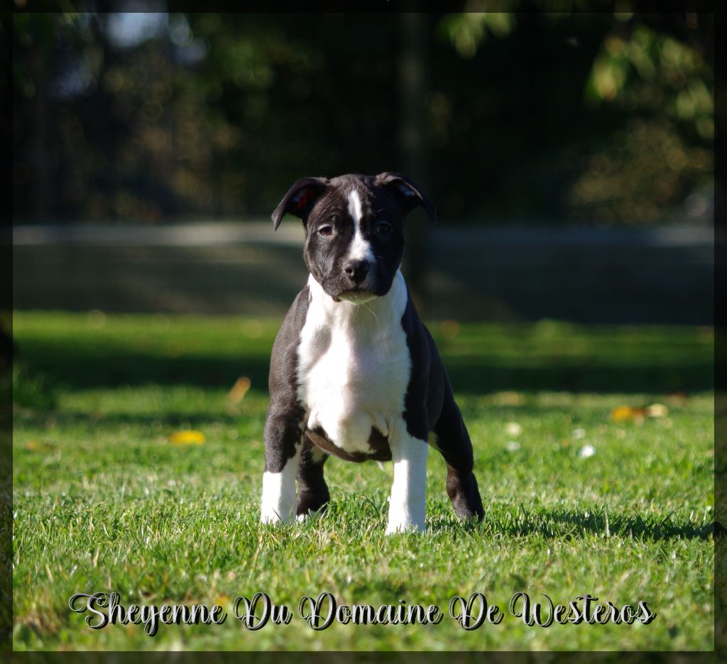 Du Domaine De Westeros - American Staffordshire Terrier - Portée née le 26/08/2021