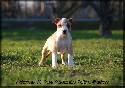 Du Domaine De Westeros - American Staffordshire Terrier - Portée née le 17/12/2022
