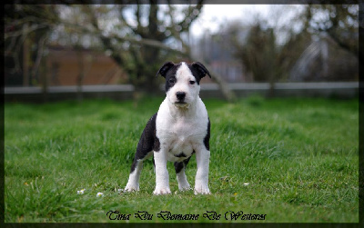 Du Domaine De Westeros - American Staffordshire Terrier - Portée née le 06/02/2022