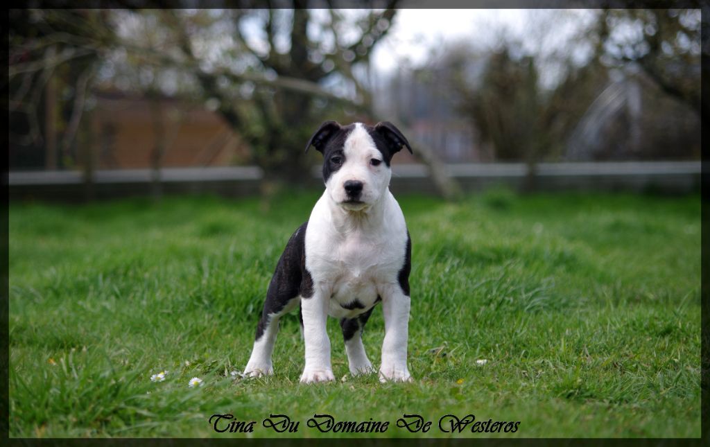 chiot American Staffordshire Terrier Du Domaine De Westeros