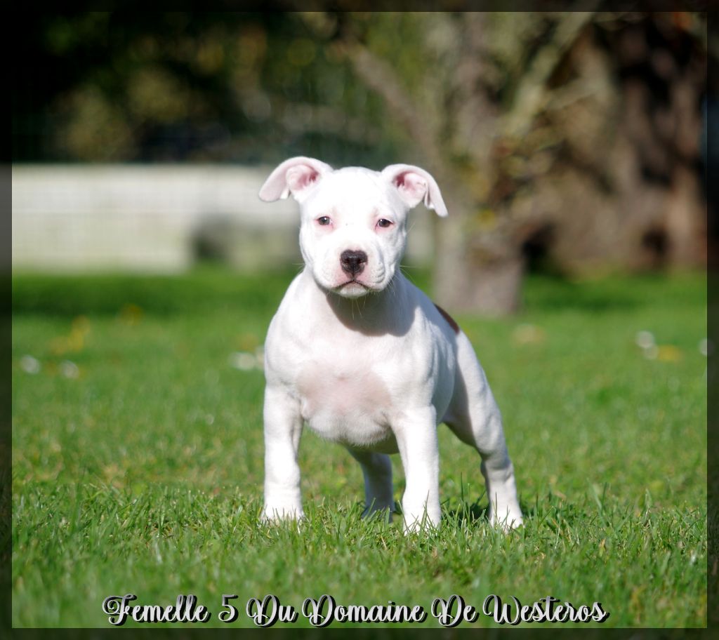 Du Domaine De Westeros - American Staffordshire Terrier - Portée née le 02/09/2021