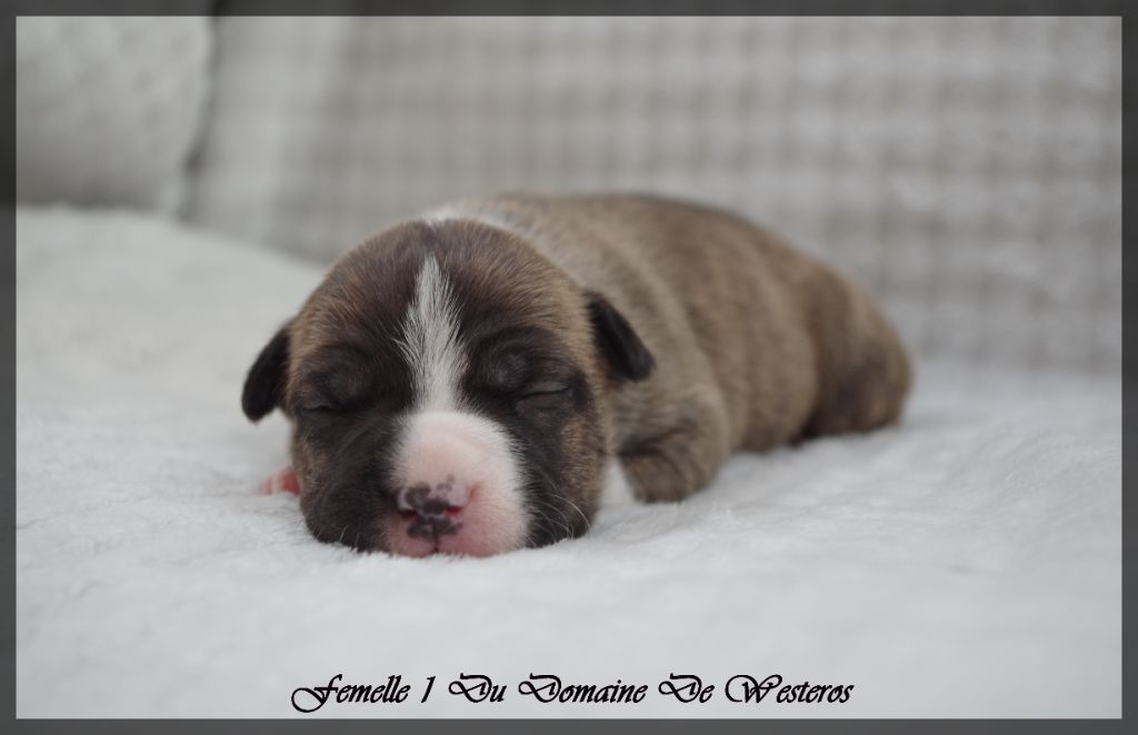 Du Domaine De Westeros - Chiots disponibles - American Staffordshire Terrier