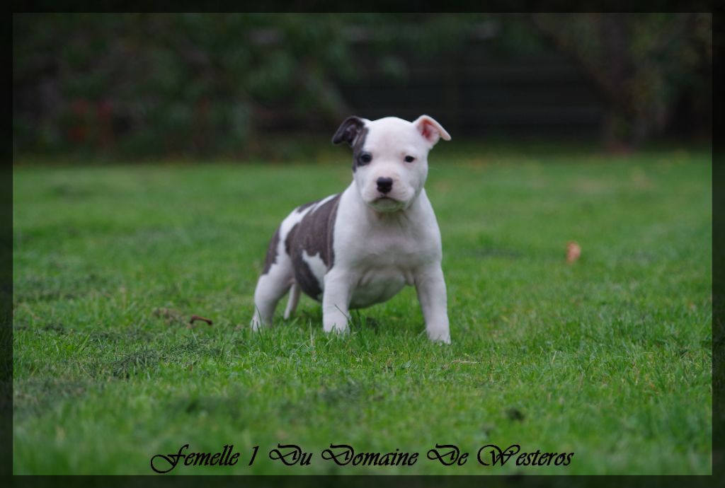Du Domaine De Westeros - Chiots disponibles - American Staffordshire Terrier