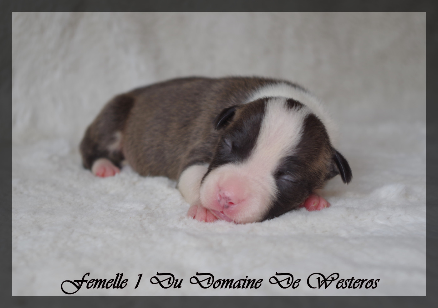 Du Domaine De Westeros - Chiots disponibles - American Staffordshire Terrier