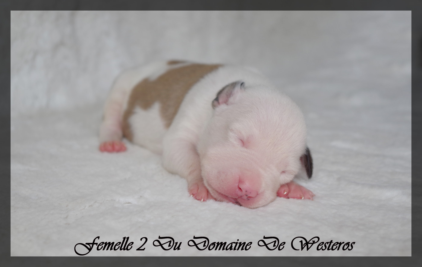 Du Domaine De Westeros - Chiots disponibles - American Staffordshire Terrier