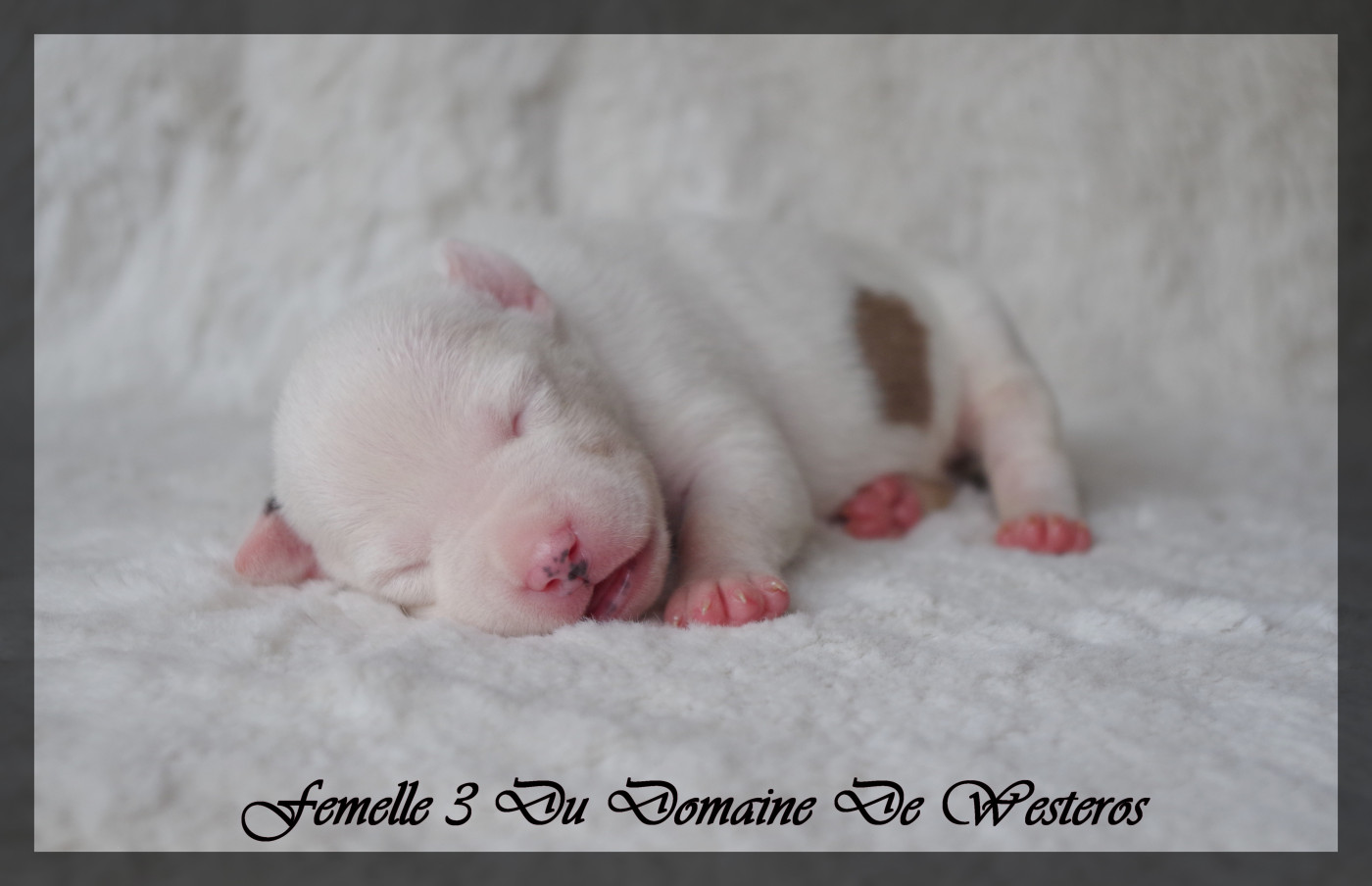 Du Domaine De Westeros - Chiots disponibles - American Staffordshire Terrier