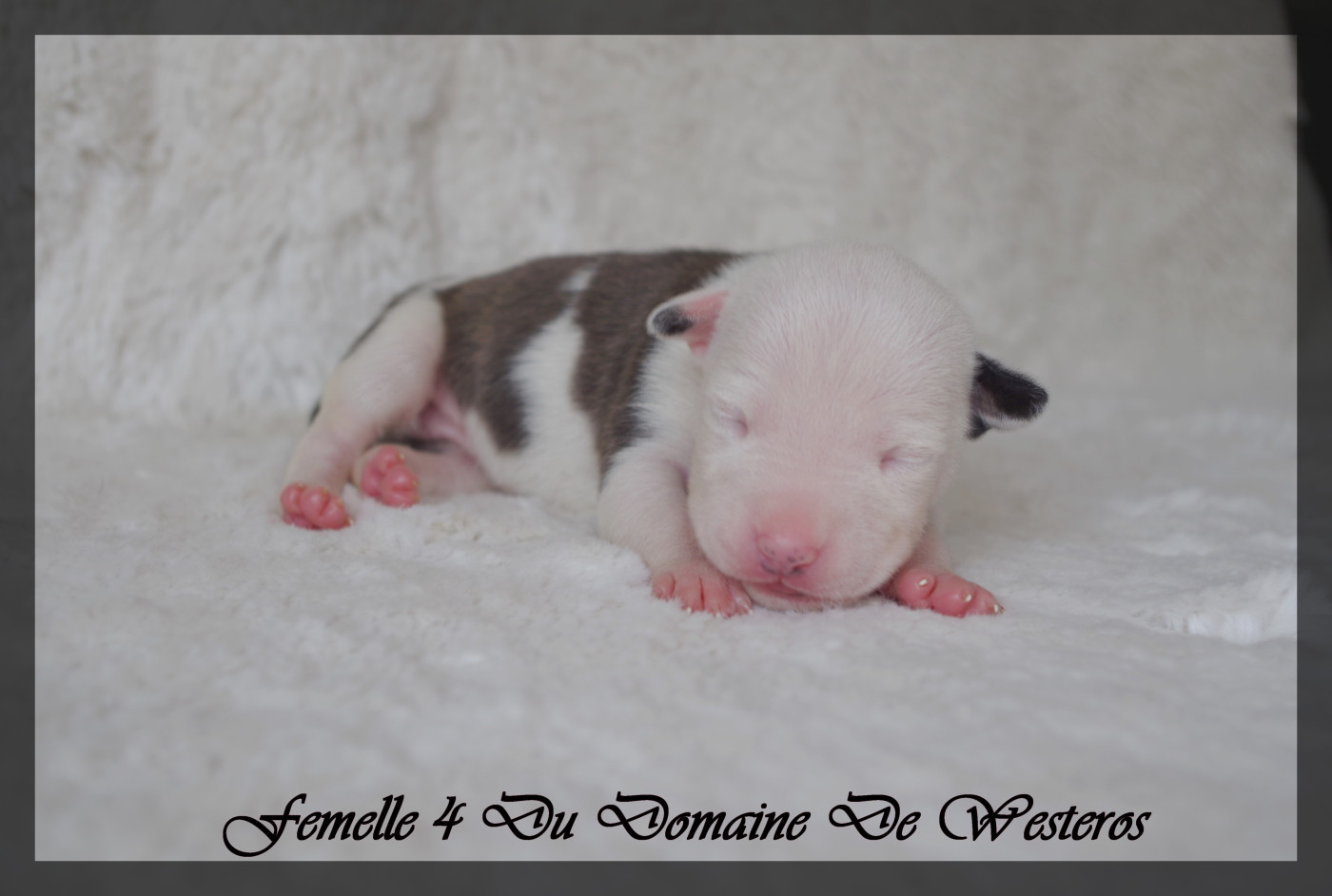 Du Domaine De Westeros - Chiots disponibles - American Staffordshire Terrier