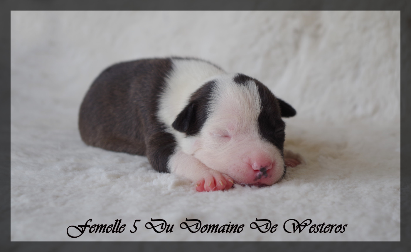 Du Domaine De Westeros - Chiots disponibles - American Staffordshire Terrier