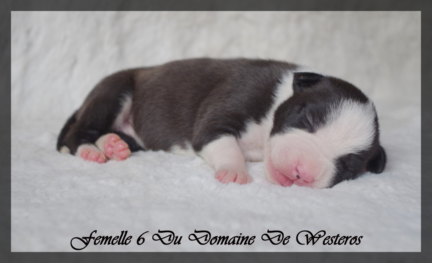 Du Domaine De Westeros - Chiots disponibles - American Staffordshire Terrier