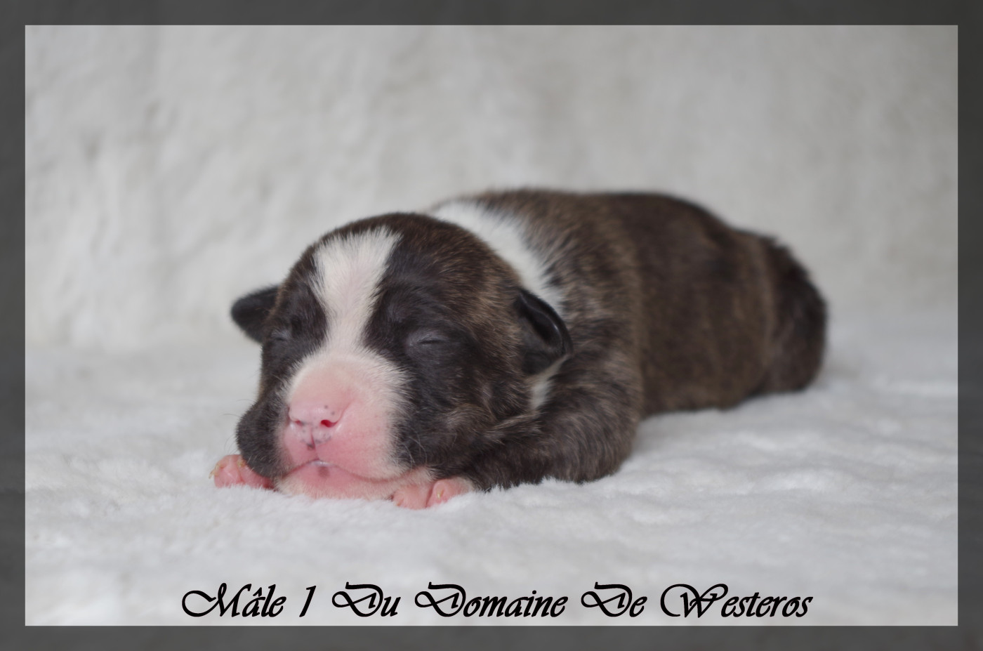 Du Domaine De Westeros - Chiots disponibles - American Staffordshire Terrier