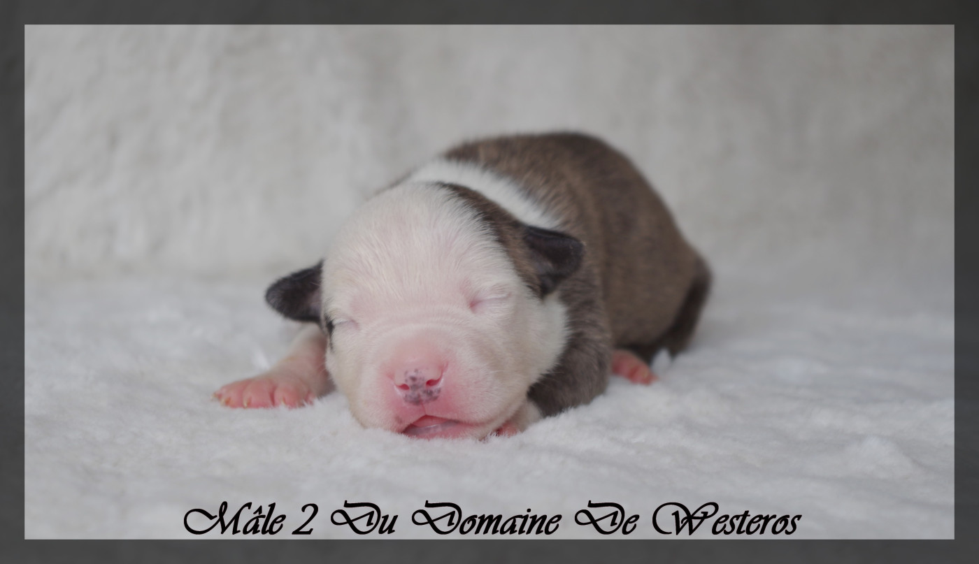 Du Domaine De Westeros - Chiots disponibles - American Staffordshire Terrier