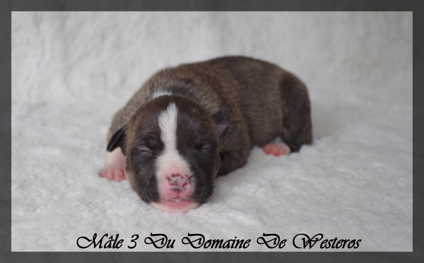Du Domaine De Westeros - Chiots disponibles - American Staffordshire Terrier
