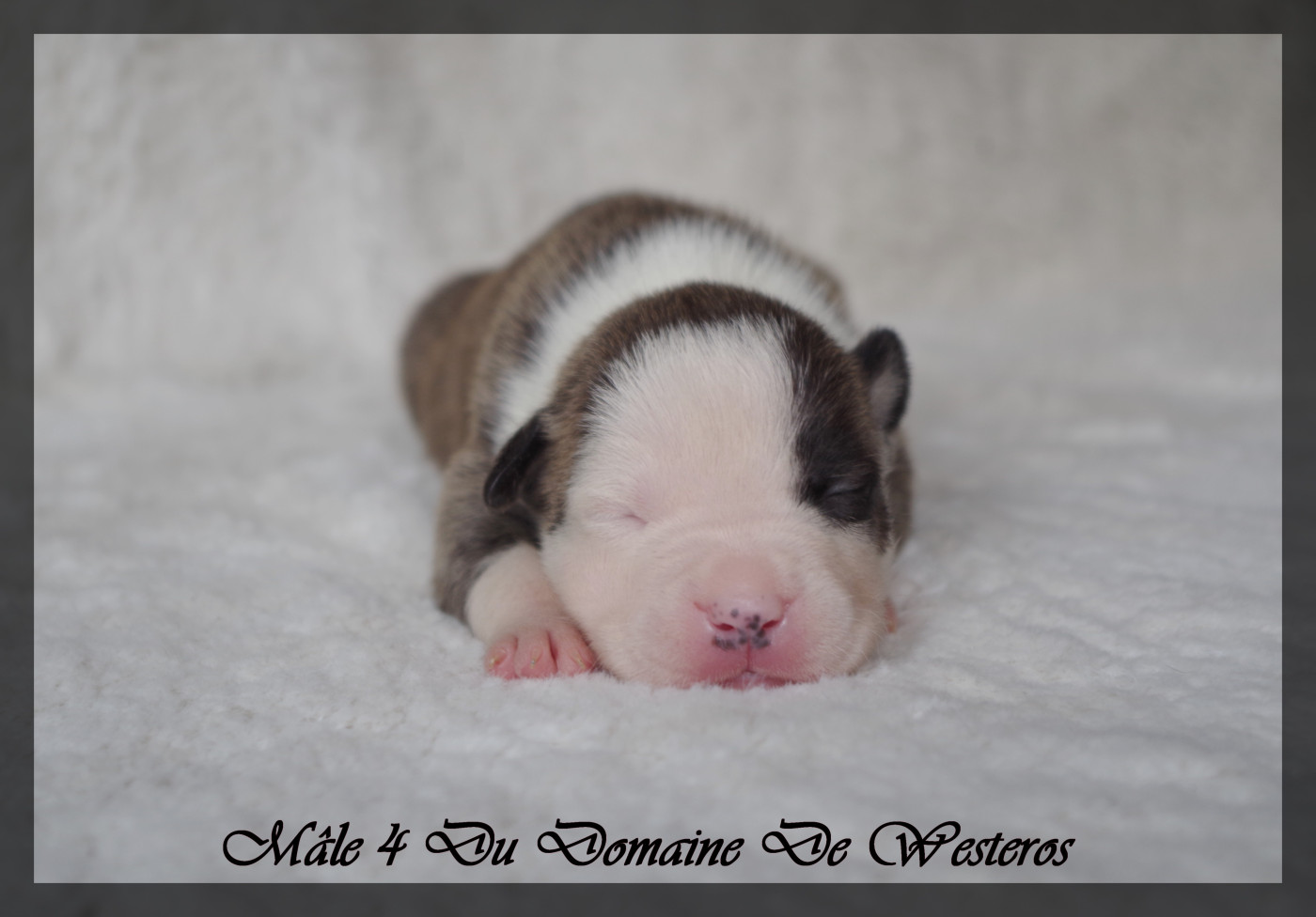 Du Domaine De Westeros - Chiots disponibles - American Staffordshire Terrier