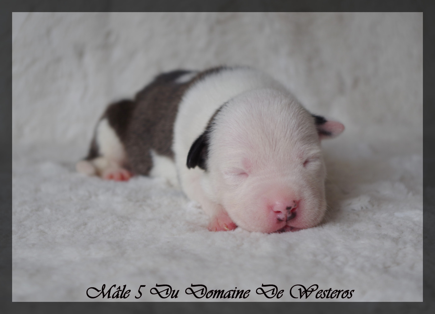 Du Domaine De Westeros - Chiots disponibles - American Staffordshire Terrier