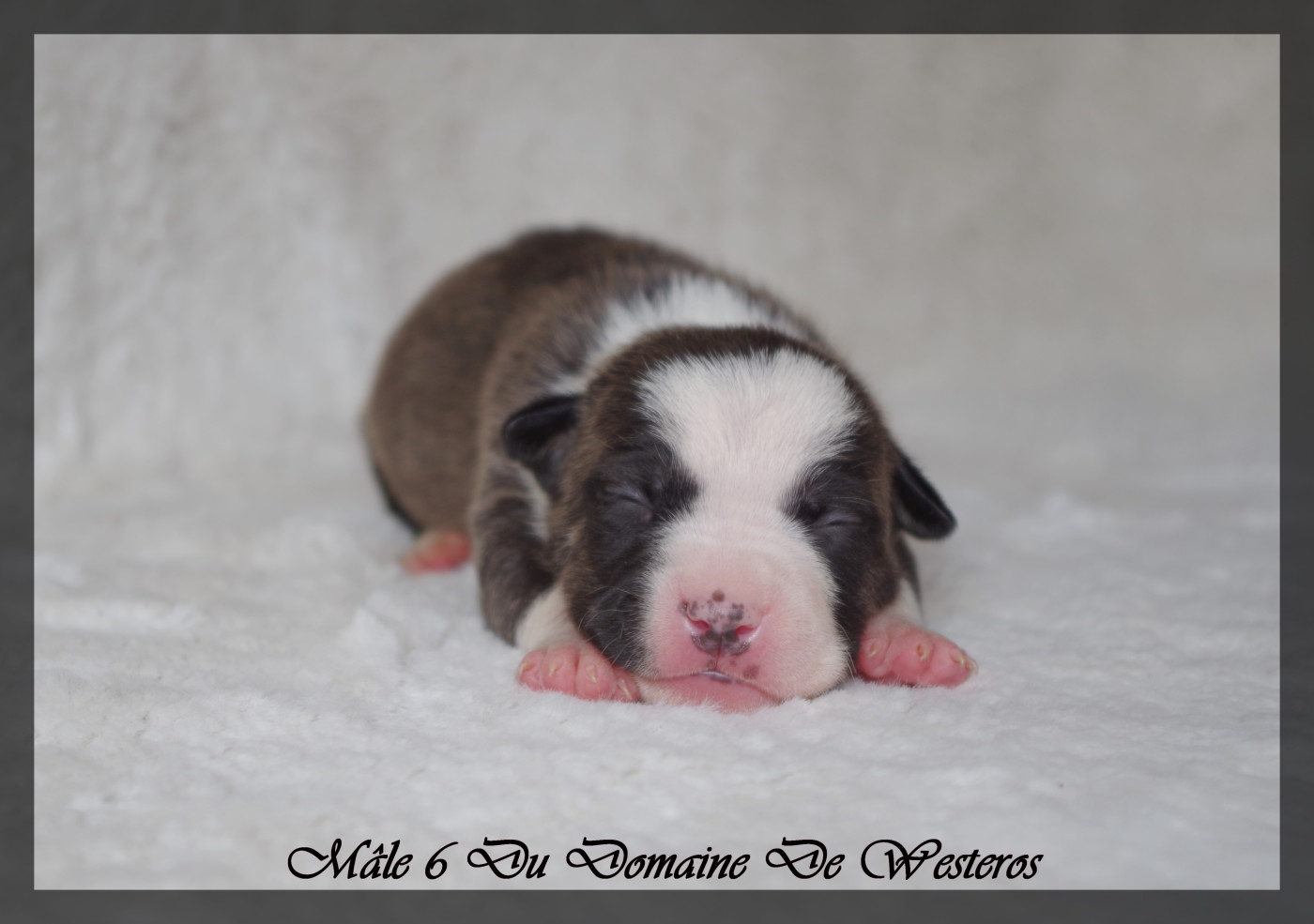 Du Domaine De Westeros - Chiots disponibles - American Staffordshire Terrier