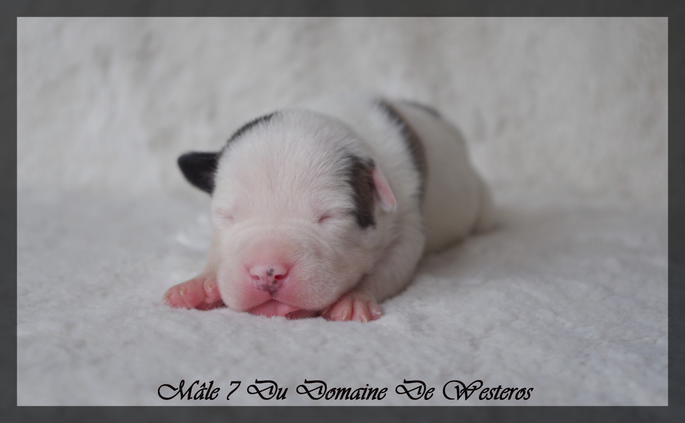 Du Domaine De Westeros - Chiots disponibles - American Staffordshire Terrier