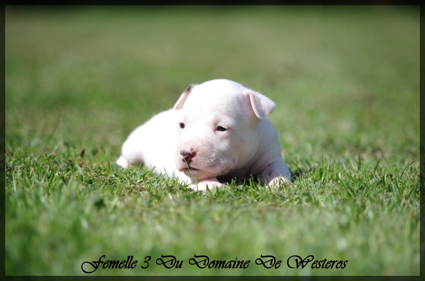 Du Domaine De Westeros - Chiots disponibles - American Staffordshire Terrier