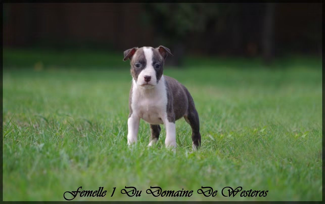 Du Domaine De Westeros - Chiots disponibles - American Staffordshire Terrier