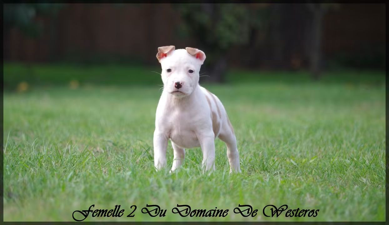 Du Domaine De Westeros - Chiots disponibles - American Staffordshire Terrier