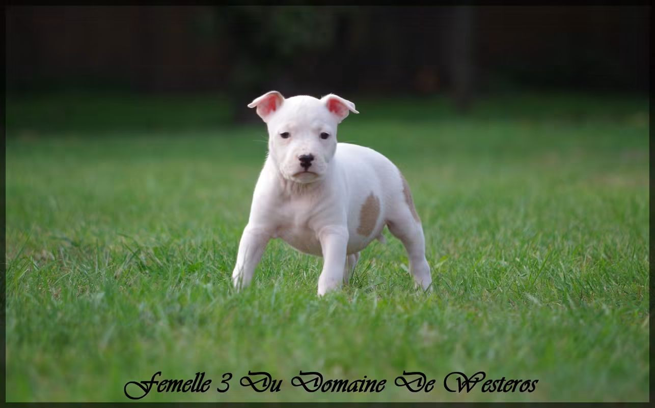 Du Domaine De Westeros - Chiots disponibles - American Staffordshire Terrier