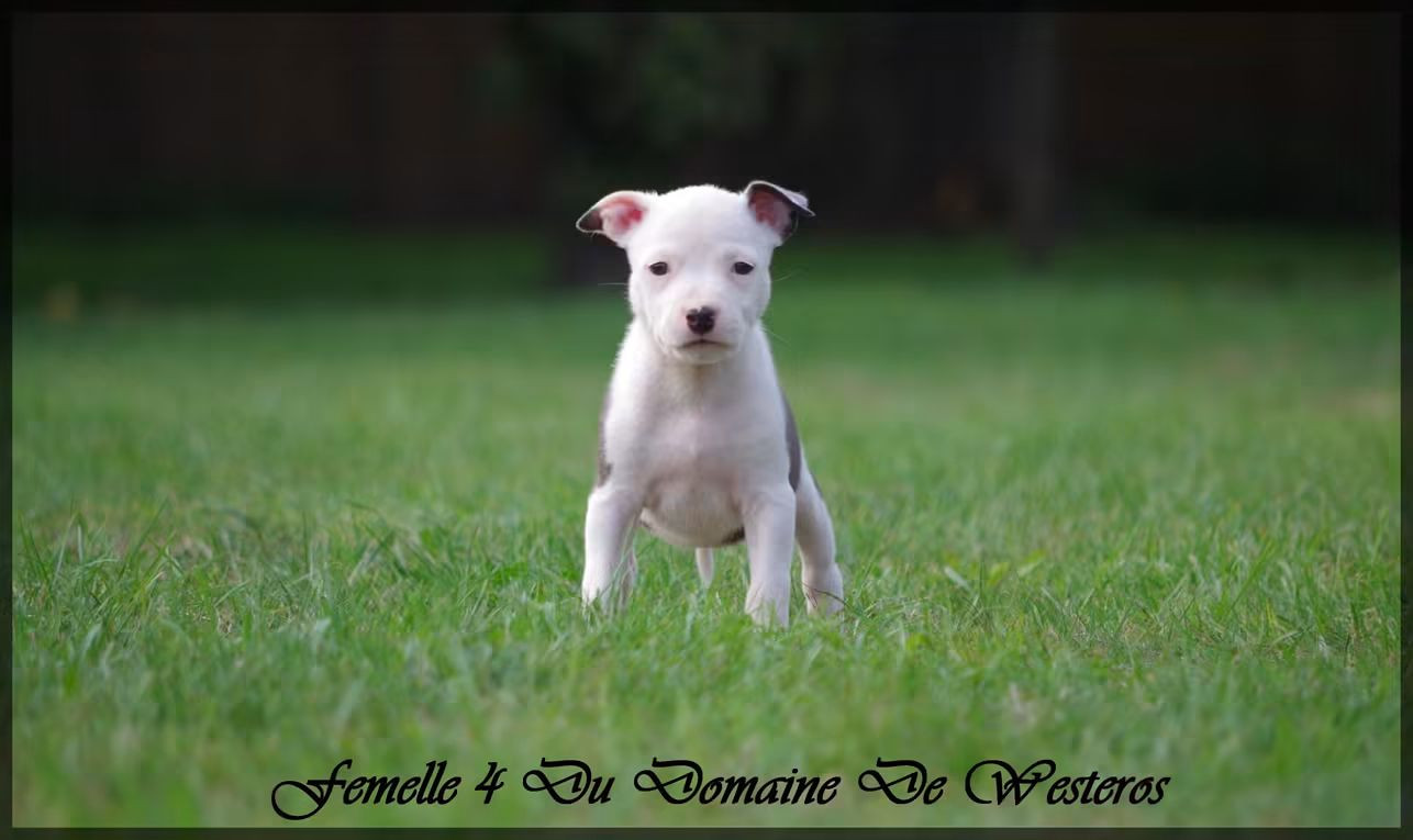 Du Domaine De Westeros - Chiots disponibles - American Staffordshire Terrier