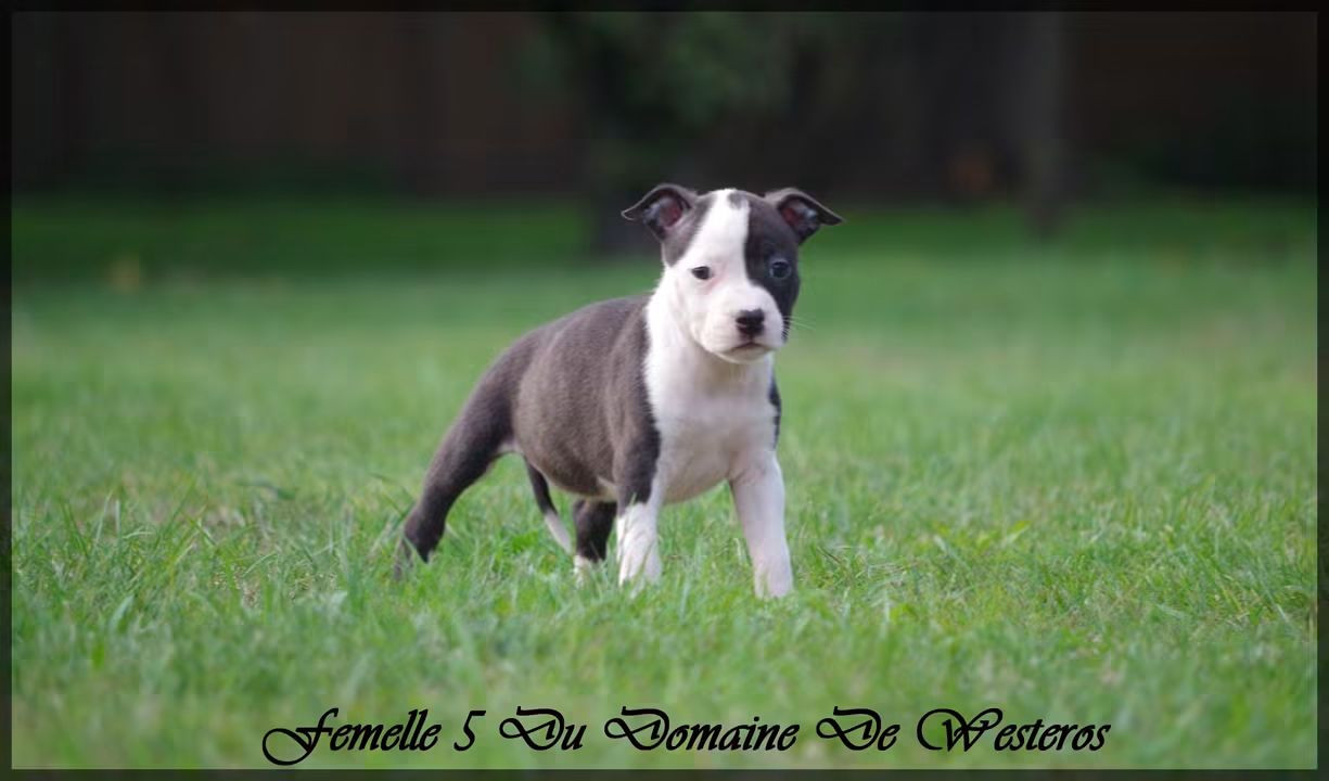 Du Domaine De Westeros - Chiots disponibles - American Staffordshire Terrier