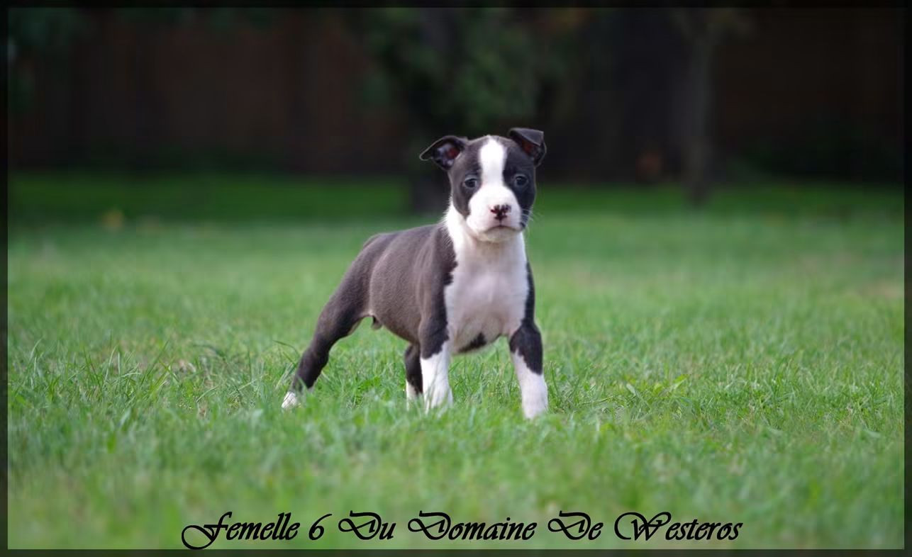 Du Domaine De Westeros - Chiots disponibles - American Staffordshire Terrier