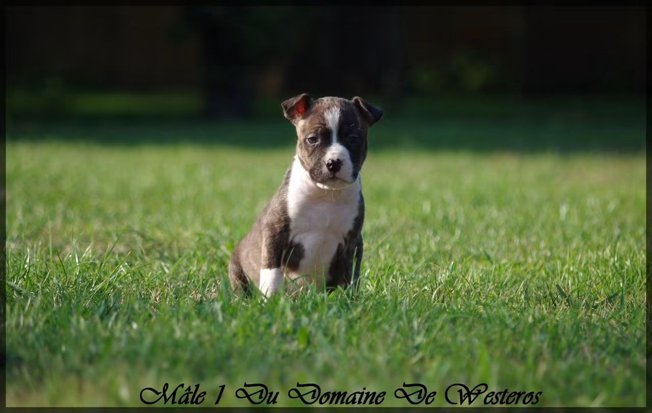 Du Domaine De Westeros - Chiots disponibles - American Staffordshire Terrier