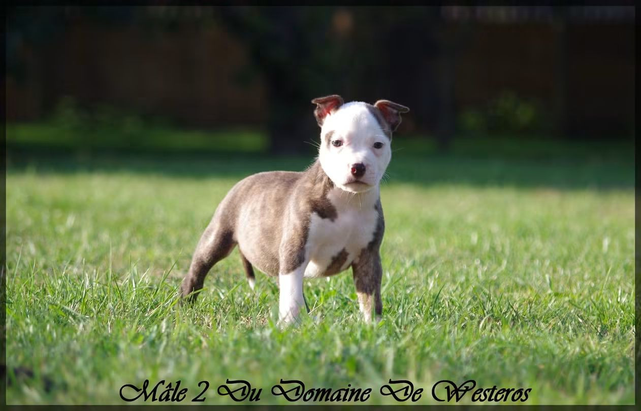 Du Domaine De Westeros - Chiots disponibles - American Staffordshire Terrier
