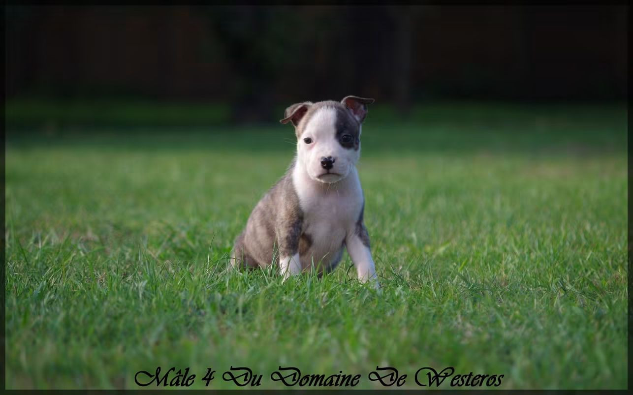 Du Domaine De Westeros - Chiots disponibles - American Staffordshire Terrier