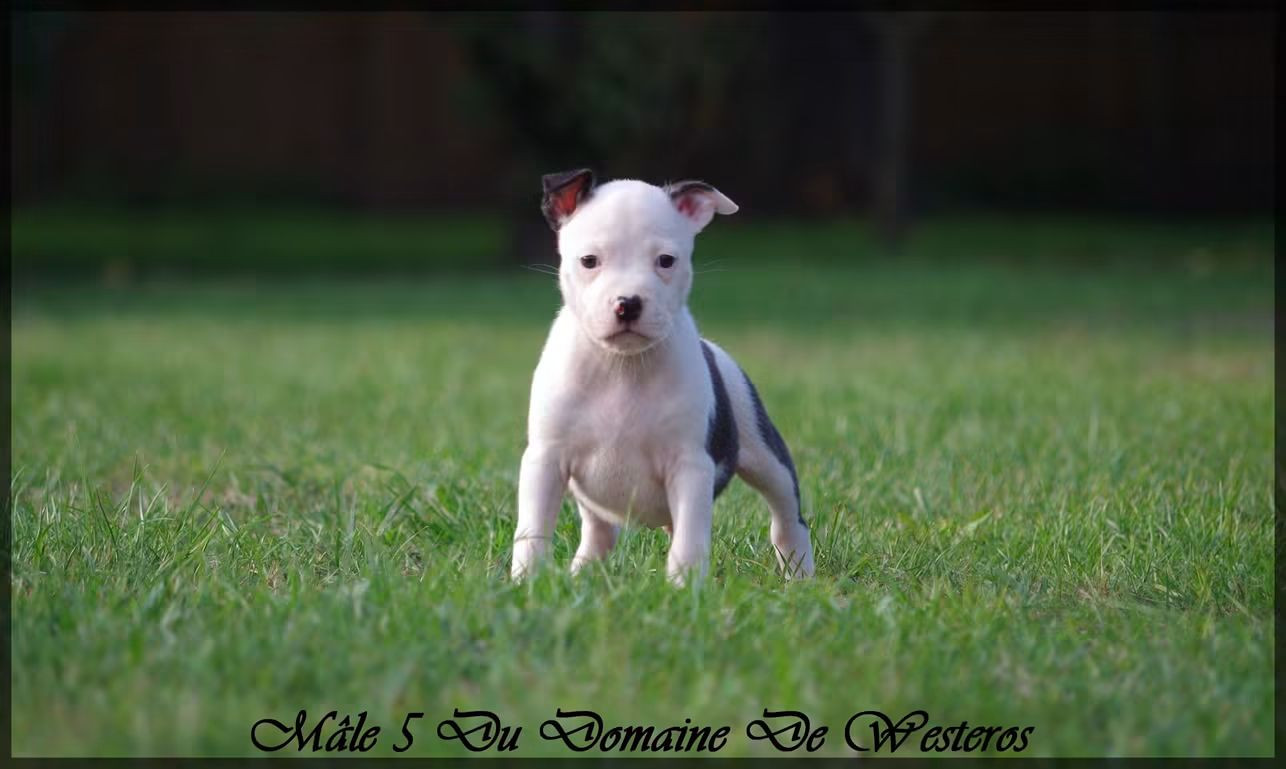 Du Domaine De Westeros - Chiots disponibles - American Staffordshire Terrier