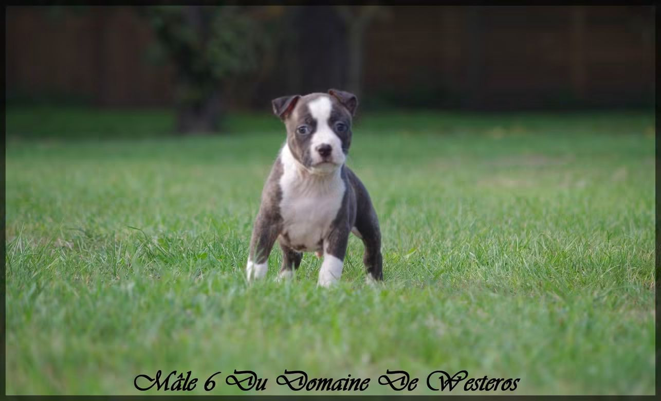 Du Domaine De Westeros - Chiots disponibles - American Staffordshire Terrier