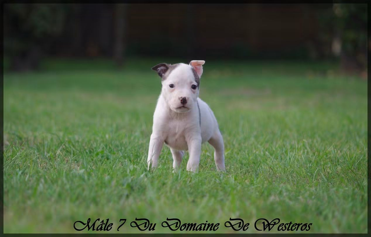 Du Domaine De Westeros - Chiots disponibles - American Staffordshire Terrier