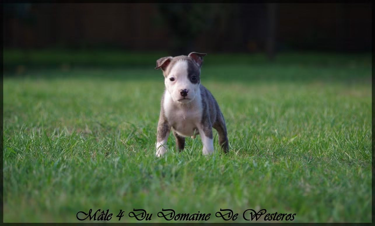 Chiot American Staffordshire Terrier Du Domaine De Westeros
