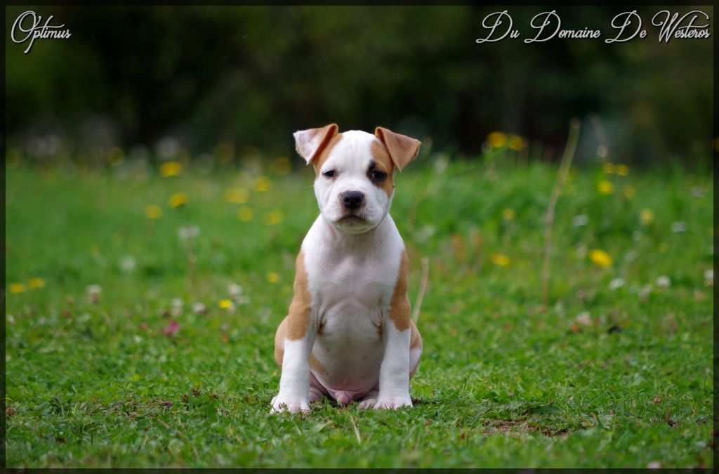 Chiot American Staffordshire Terrier Du Domaine De Westeros