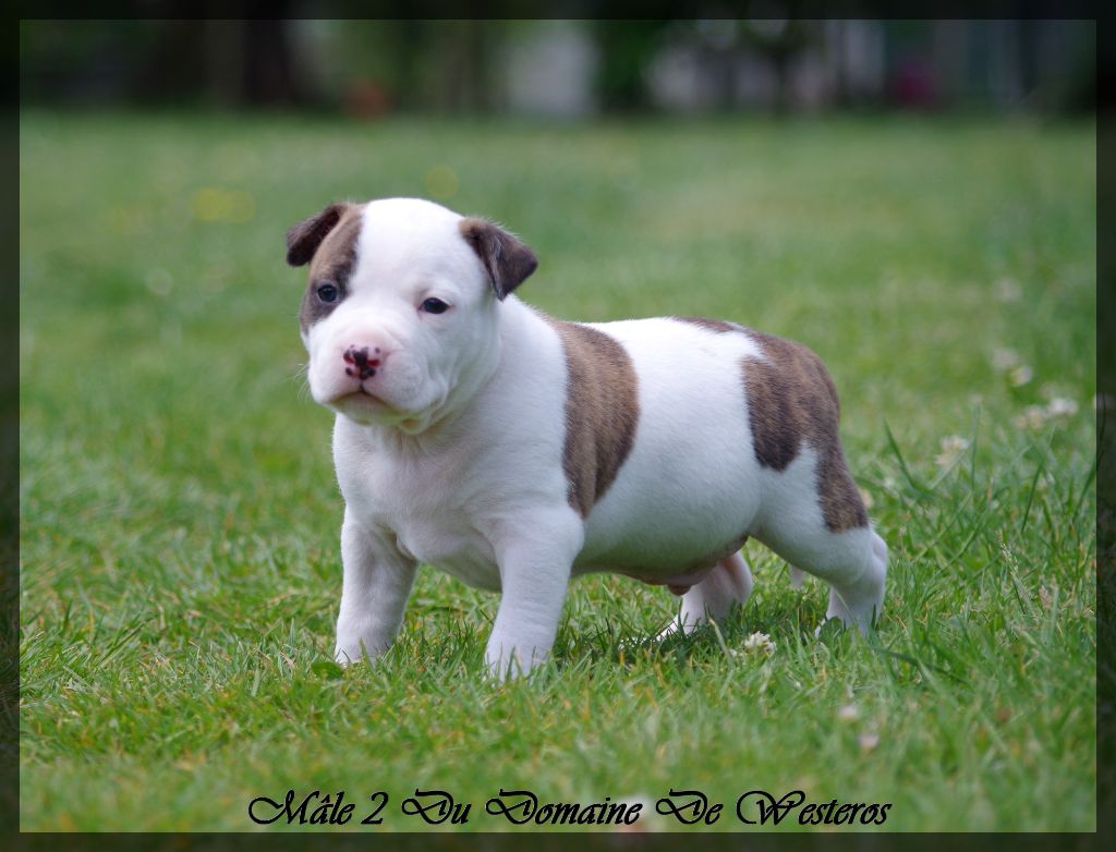 Du Domaine De Westeros - Chiots disponibles - American Staffordshire Terrier