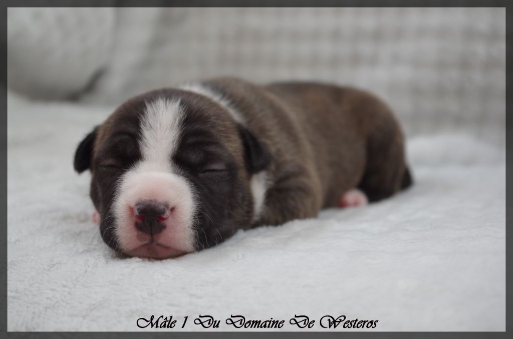 Du Domaine De Westeros - Chiots disponibles - American Staffordshire Terrier