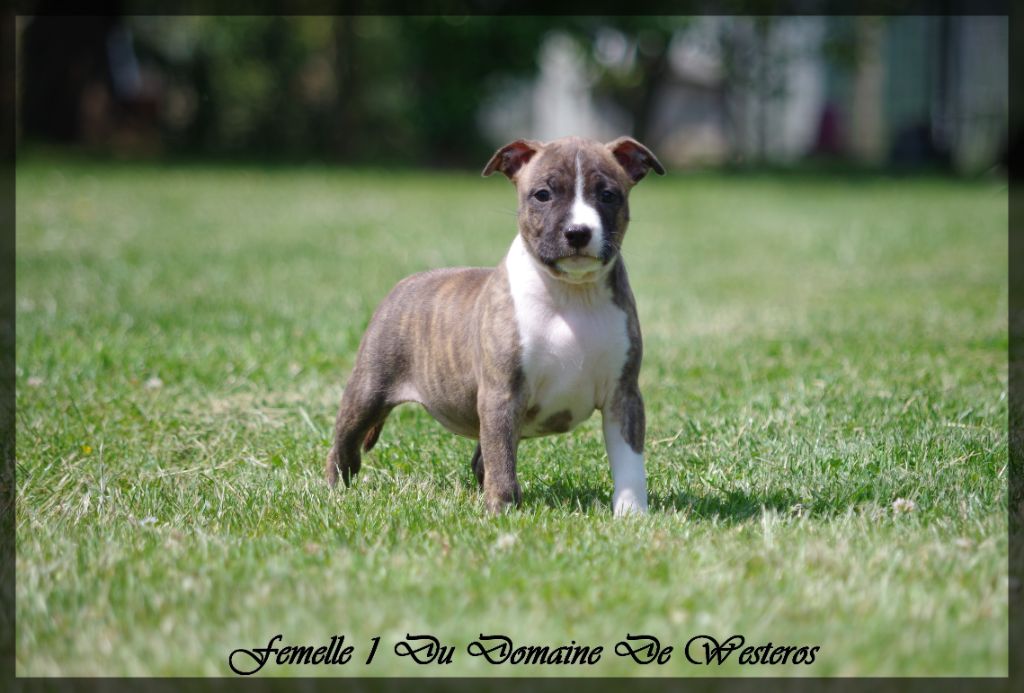 Du Domaine De Westeros - Chiots disponibles - American Staffordshire Terrier