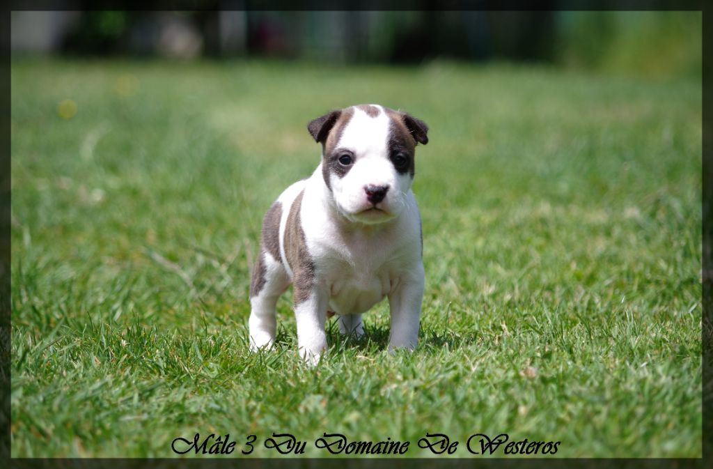 Du Domaine De Westeros - Chiots disponibles - American Staffordshire Terrier