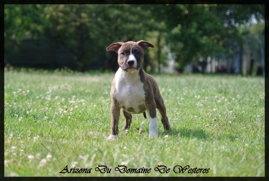 Du Domaine De Westeros - Chiots disponibles - American Staffordshire Terrier