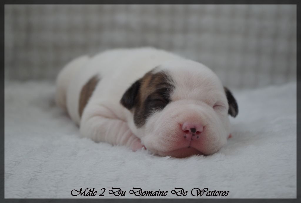 Du Domaine De Westeros - Chiots disponibles - American Staffordshire Terrier