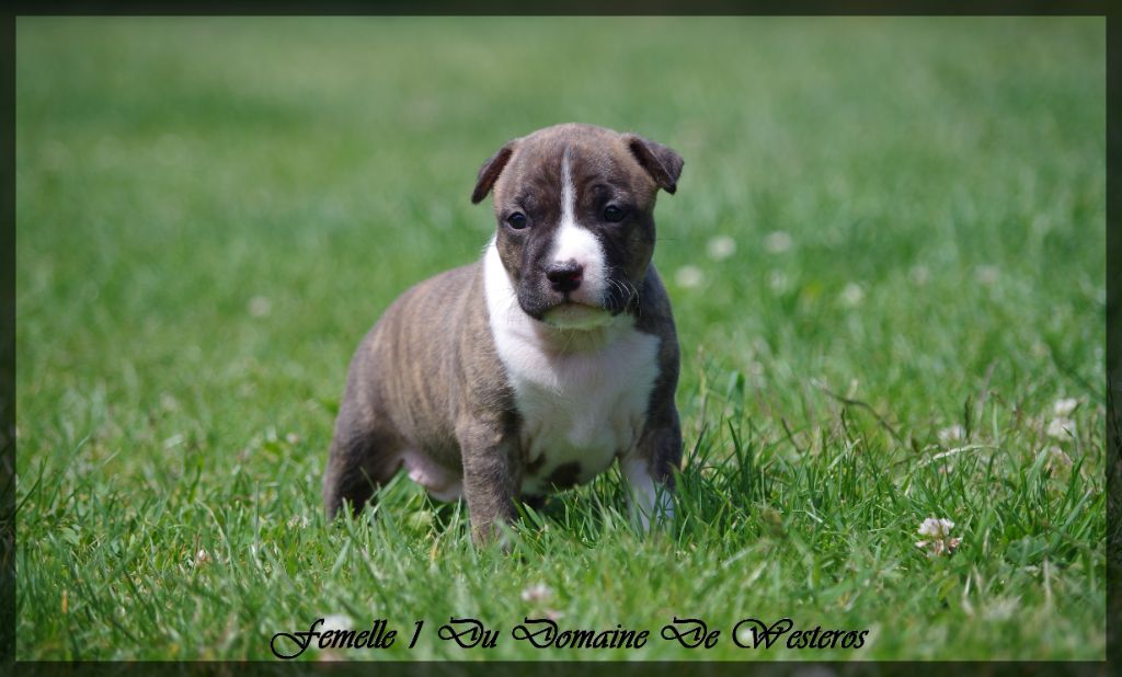 Du Domaine De Westeros - Chiots disponibles - American Staffordshire Terrier