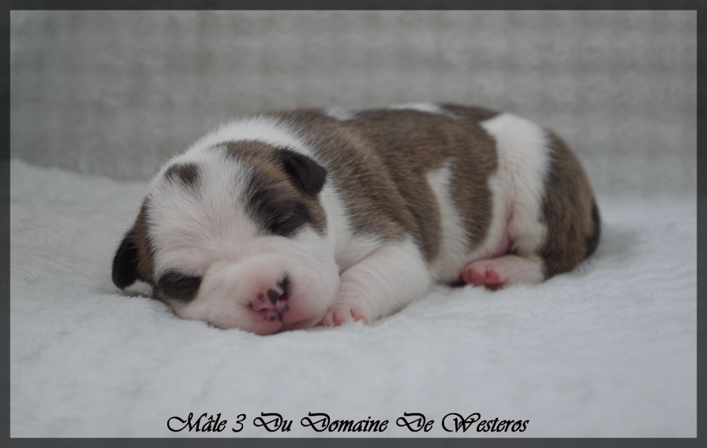 Du Domaine De Westeros - Chiots disponibles - American Staffordshire Terrier