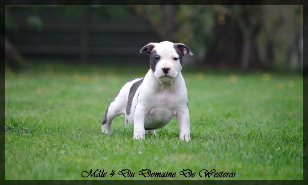 Du Domaine De Westeros - Chiots disponibles - American Staffordshire Terrier