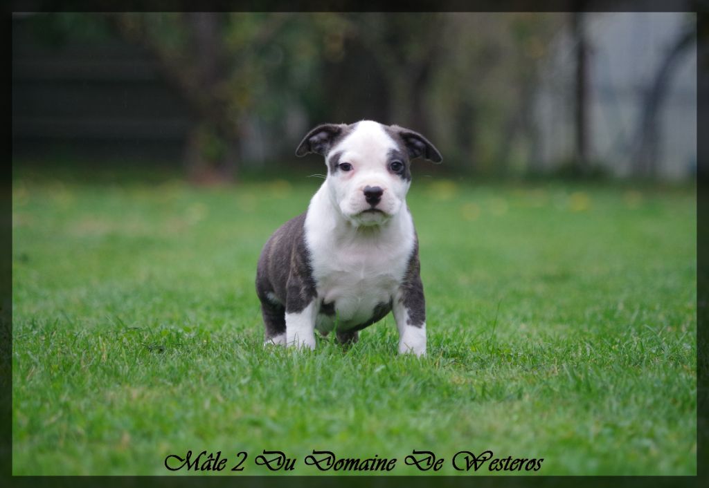 Du Domaine De Westeros - Chiots disponibles - American Staffordshire Terrier